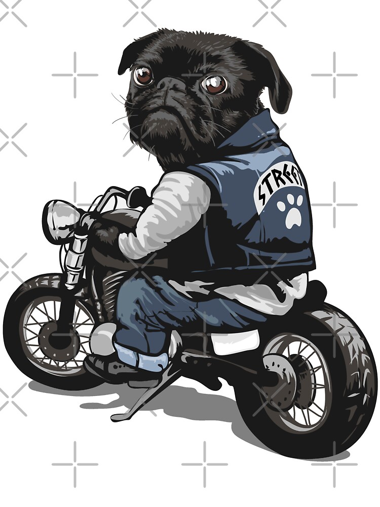 pug on a motorcycle