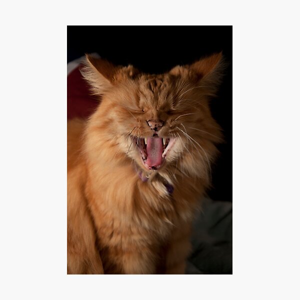 Yawn! I'm tired of modelling! Photographic Print