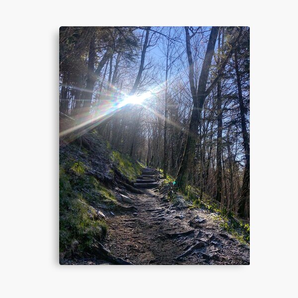 Sun Shinning on the Appalachian Trail Canvas Print
