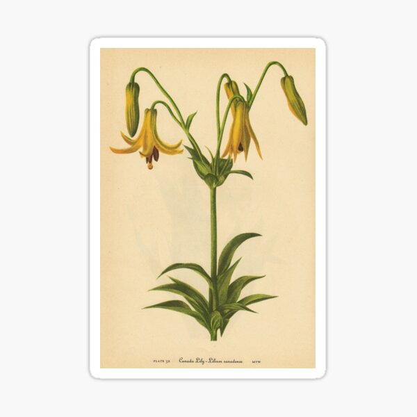 Item preview, Canada Lily-Available As Art Prints-Mugs,Cases,Duvets,T Shirts,Stickers,etc designed and sold by born30.