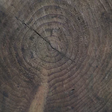 Artwork thumbnail, Tree Rings by Autographix