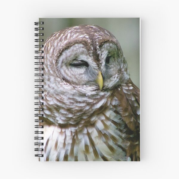 Item preview, Barred Owl designed and sold by hmclark.