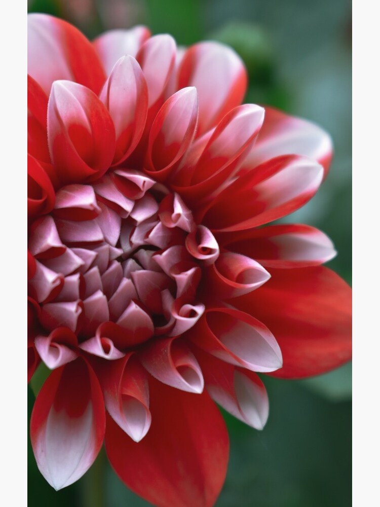 Thumbnail 4 of 4, Samsung Galaxy Phone Case, Red and White Petals designed and sold by DonnaMariePhoto.