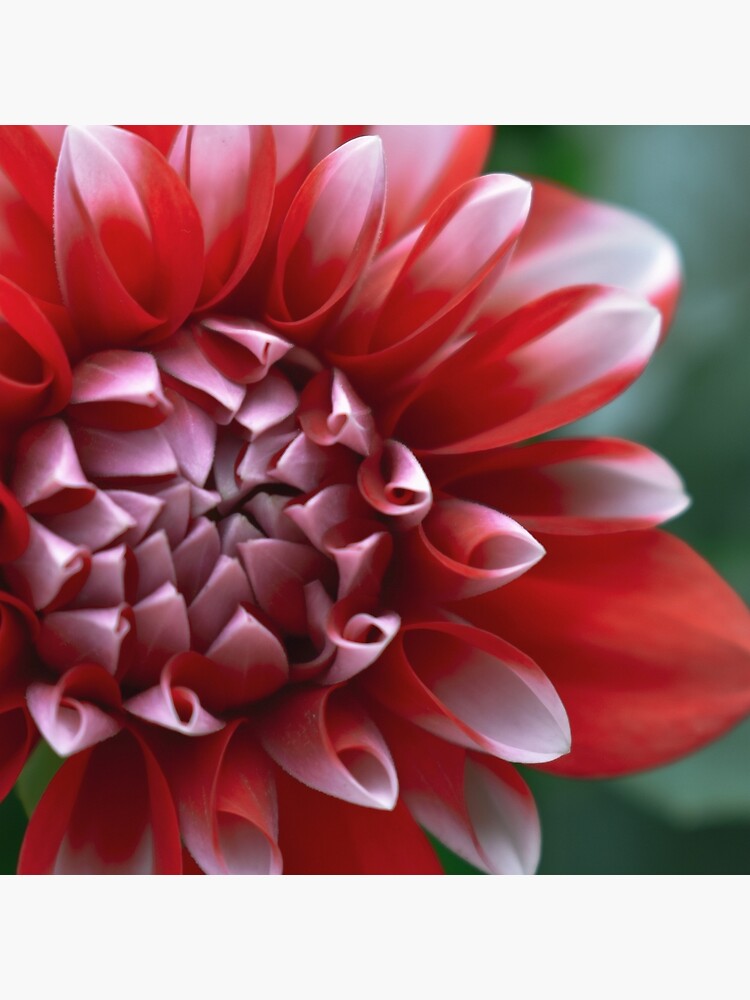 Thumbnail 4 of 4, Pillow, Red and White Petals designed and sold by DonnaMariePhoto.