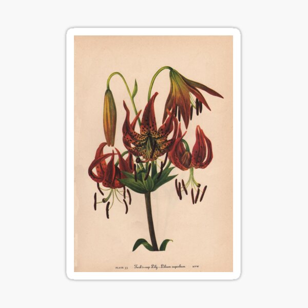Item preview, Turk's-cap Lily-Available As Art Prints-Mugs,Cases,Duvets,T Shirts,Stickers,etc designed and sold by born30.