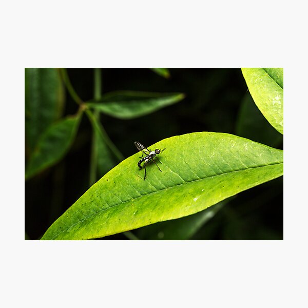 Item preview, Wasp or Fly (unknown) designed and sold by Colin  Ewington.