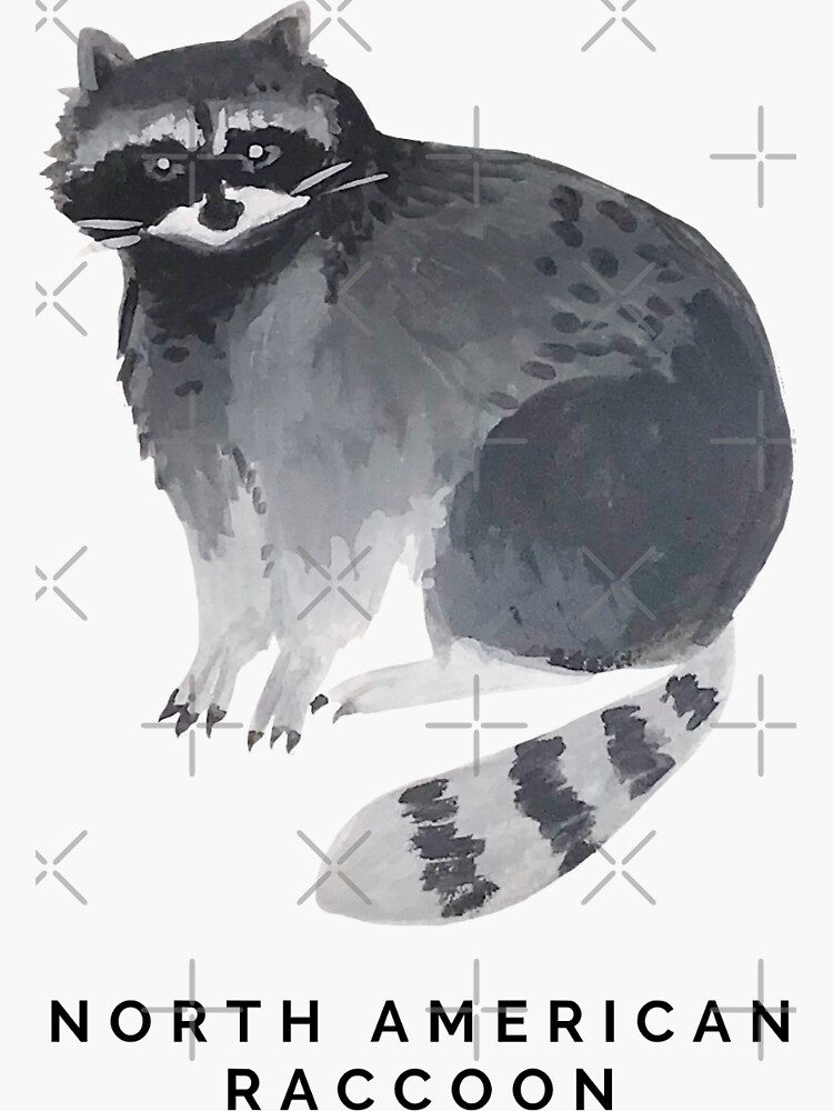 North American Raccoon by rebeccamichaels
