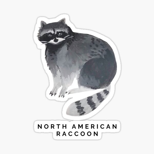 North American Raccoon Sticker