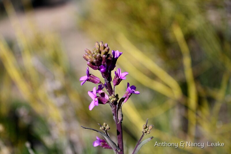 "purple desert wildflower,Reno Nevada USA" Canvas Prints by Anthony