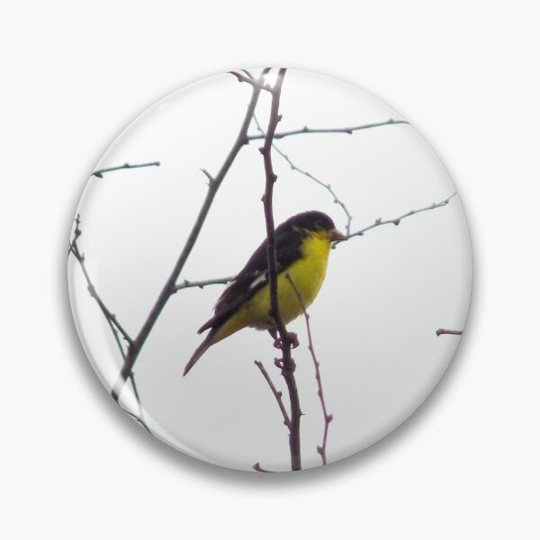 Item preview, Lesser Goldfinch (Spinus psaltria) designed and sold by Inuyasha907.