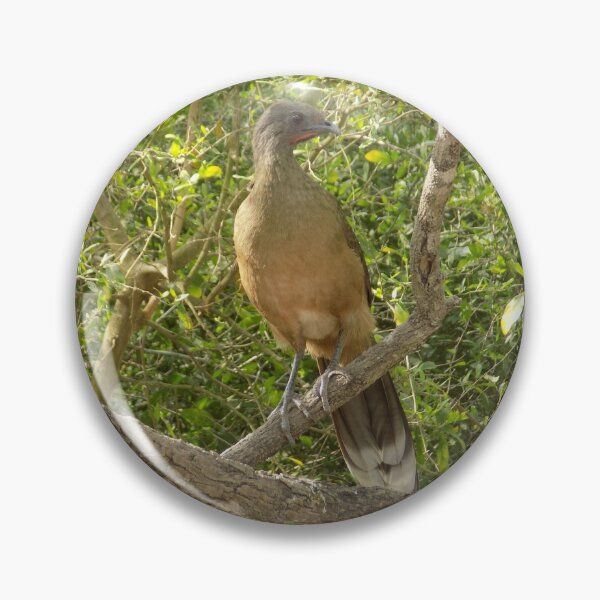 Item preview, Plain Chachalaca (Ortalis vetula) on Guard designed and sold by Inuyasha907.