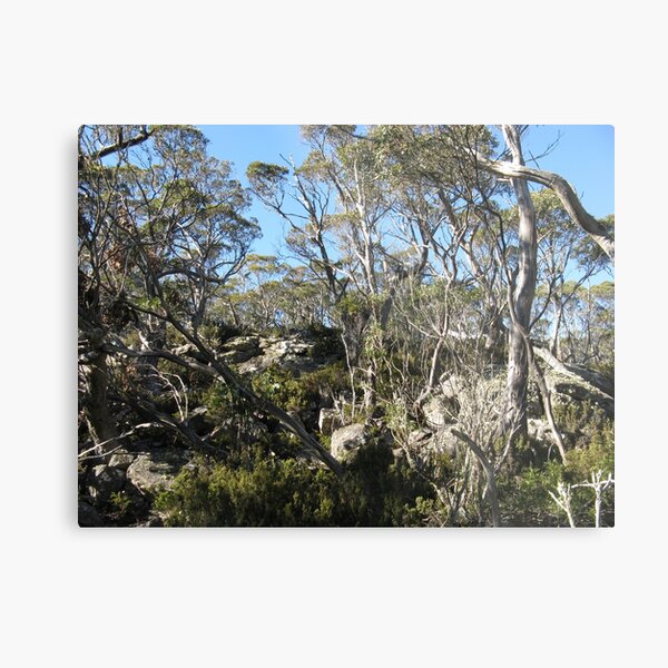 Item preview, Gums near the lookout Mount Franklin designed and sold by PeterJF.
