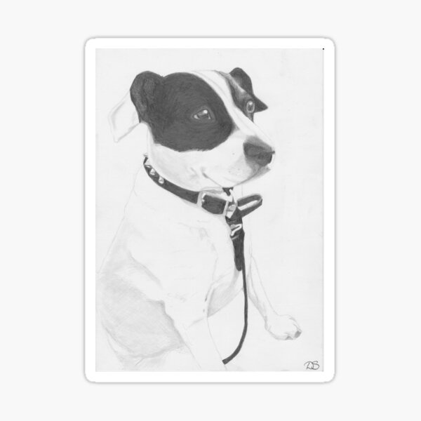 Jack Russell cross Springer cross Staffie Sticker