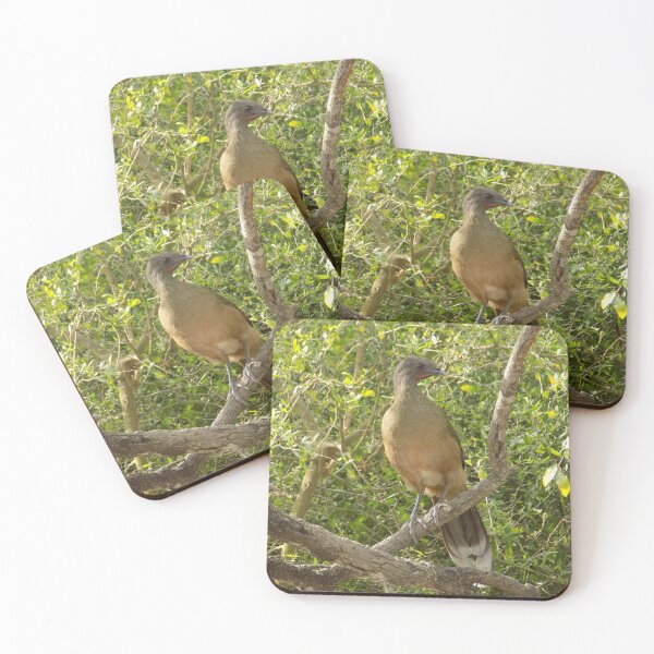 Item preview, Plain Chachalaca (Ortalis vetula) on Guard designed and sold by Inuyasha907.