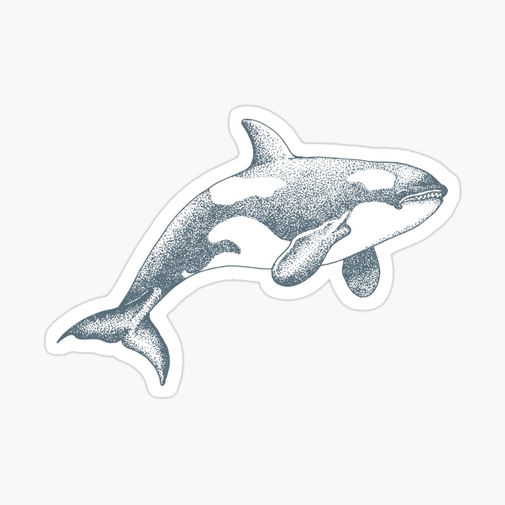 Stock Art Drawing of a Fin Whale - inkart