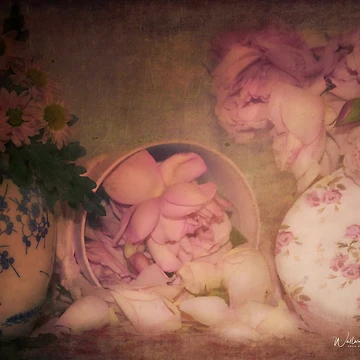 Artwork thumbnail, Candy Box Roses by wallarooimages