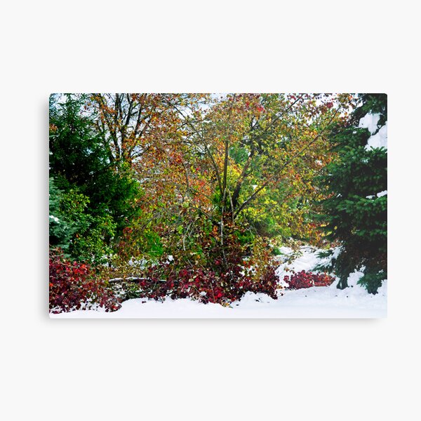 A Cacophony of Color Metal Print