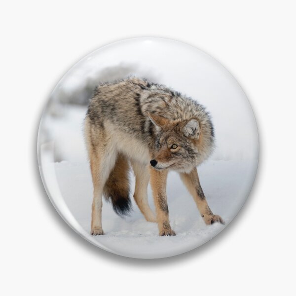 Item preview, Coyote in Winter designed and sold by TheCurators.