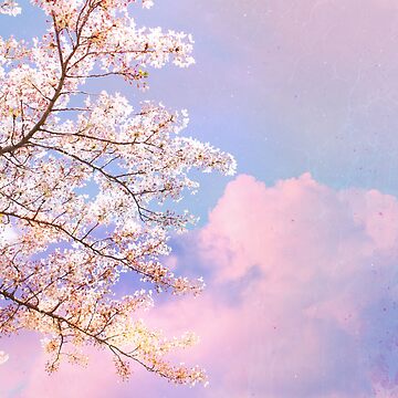 View On Many Pink Cherry Blossom Pattern With Petals On Sakura Trees  Branches In Springtime In Washington Dc Stock Photo - Download Image Now -  iStock