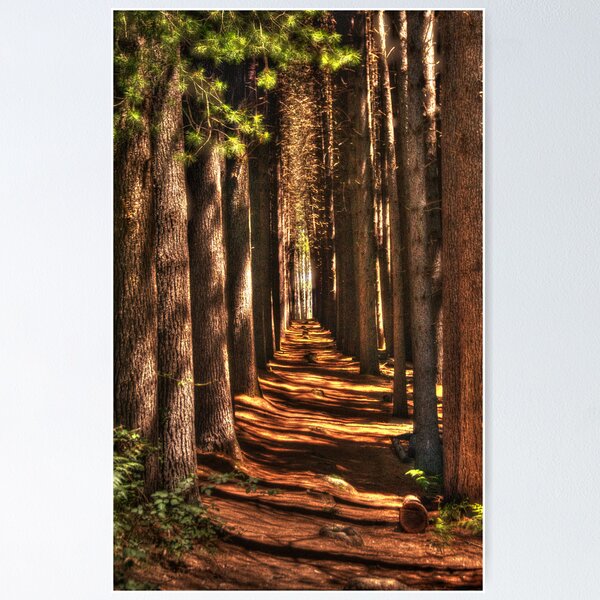 Item preview, Cathedral  # 2 - Sugar Pine Walk, Laurel Hill NSW - The HDR Experience designed and sold by Salieri1627.