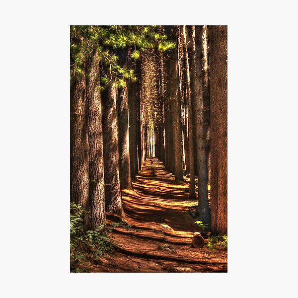 Cathedral # 2 - Sugar Pine Walk, Laurel Hill NSW - The HDR Experience Photographic Print