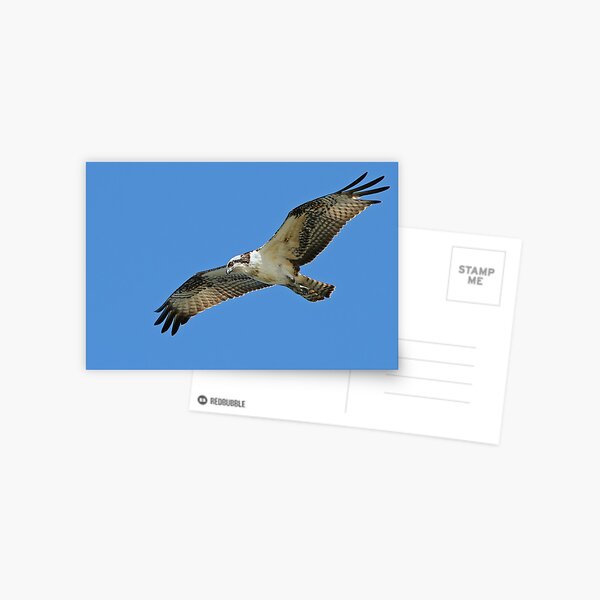 Item preview, Osprey designed and sold by Melissa Penta.