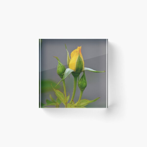 Item preview, Sweet Yellow Rose Bud designed and sold by ReneeKennedy.
