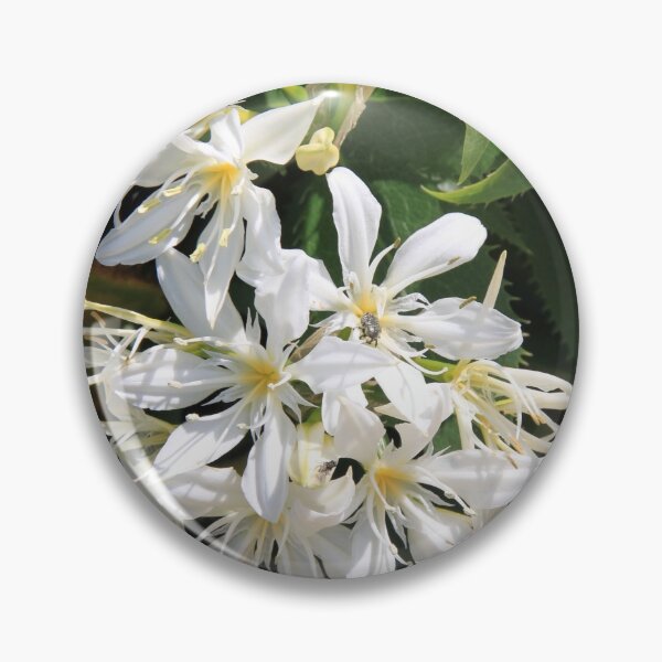 Artikelvorschau, White flowers of spring cactus from Cap Corse entworfen und verkauft von EstelleRossetti.