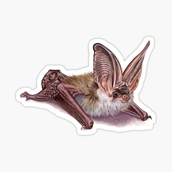 Grey long-eared bat Sticker
