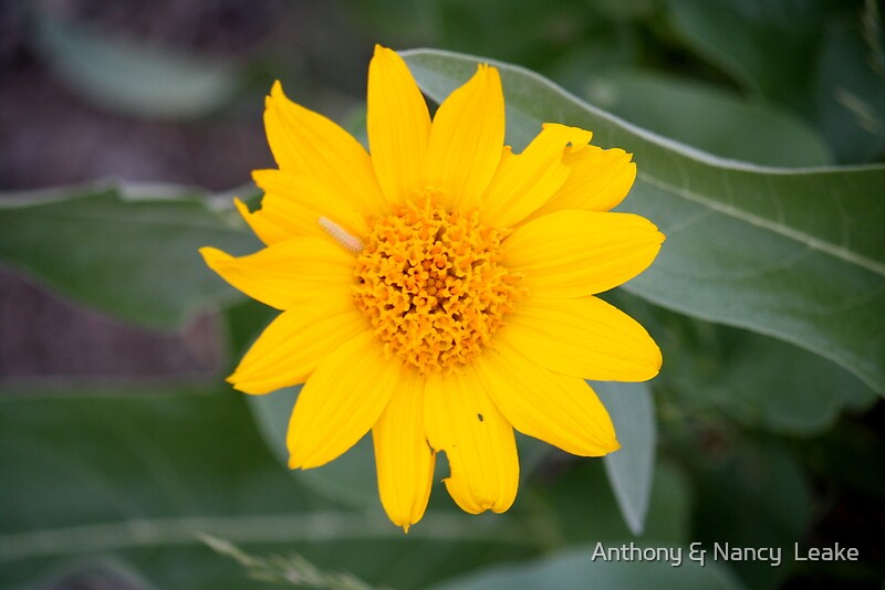 "Yellow Desert Wildflower,Reno, Nevada USA" Canvas Prints by Anthony