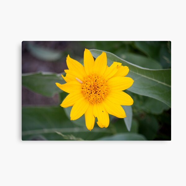 Item preview, Yellow Desert Wildflower,Reno, Nevada USA designed and sold by Nancy Leake.