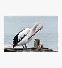 Pelican 0001 Photographic Print