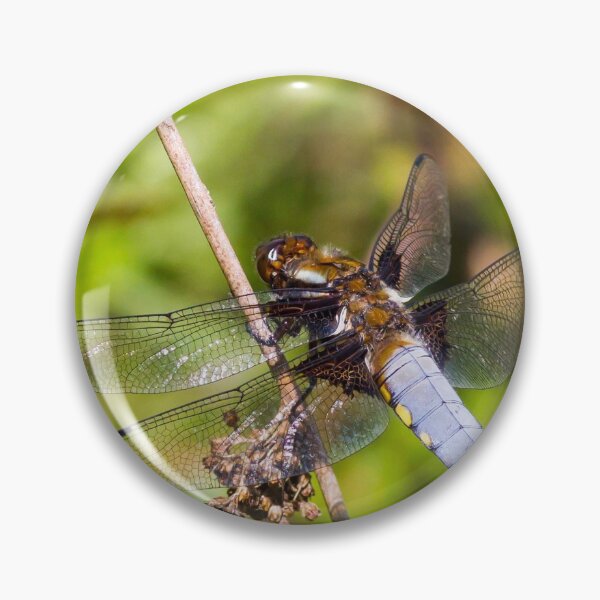 Item preview, Broad-bodied Chaser Dragonfly designed and sold by Richard Greenwood.