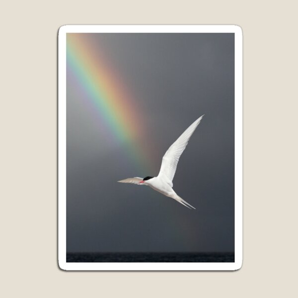 Item preview, Arctic Tern with Rainbow, North Sea designed and sold by sandysshoots.