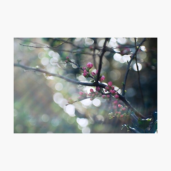 Blossom and bokeh Photographic Print