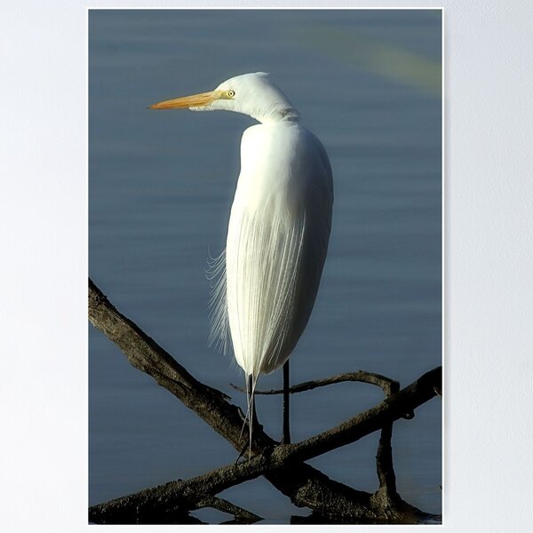 Item preview, Egret designed and sold by SuddenJim.