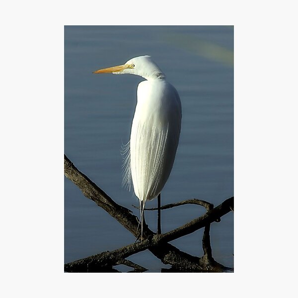 Item preview, Egret designed and sold by SuddenJim.