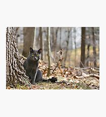 Companion Photographic Print