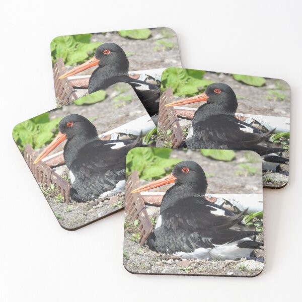 Item preview, Oystercatcher Nesting in The Early Potatoes designed and sold by sandysshoots.