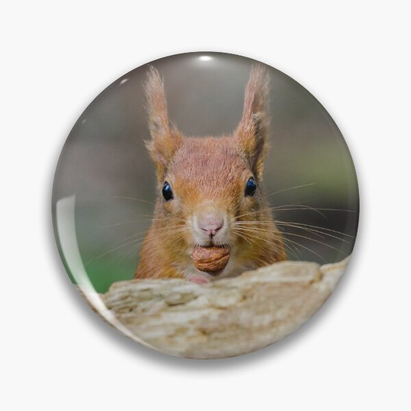Item preview, Red Squirrel Eating Hazelnuts designed and sold by Alec Stewart.
