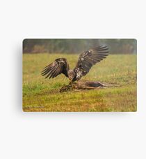 Vancouver Island Bald Eagle Metal Print