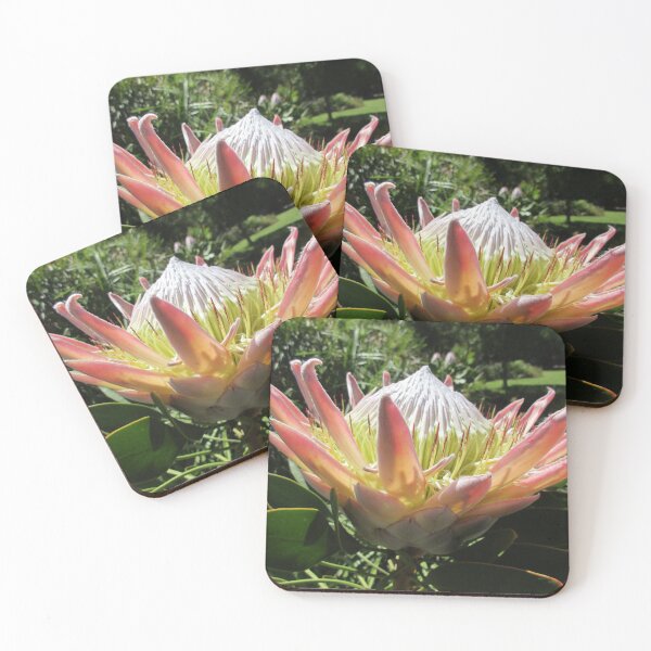 Protea Coasters (Set of 4)