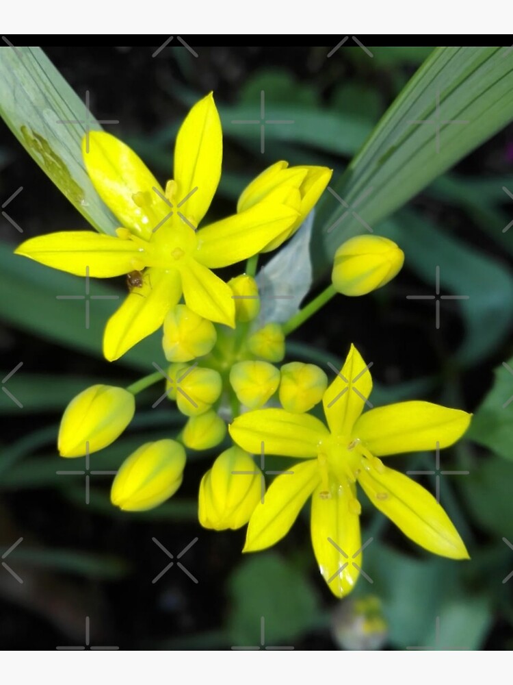 we-have-compiled-the-best-flower-and-its-meaning-for-you-the-yellow