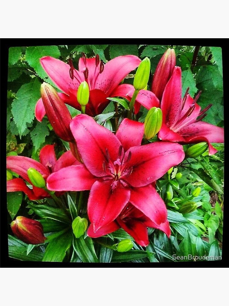 The Red Lily are Popping at Mommas Goden! by SeanBroudeman