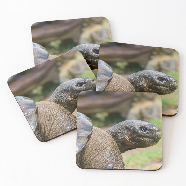 Item preview, Galapagos (giant) tortoise (Geochelone nigra)  designed and sold by Photopat.