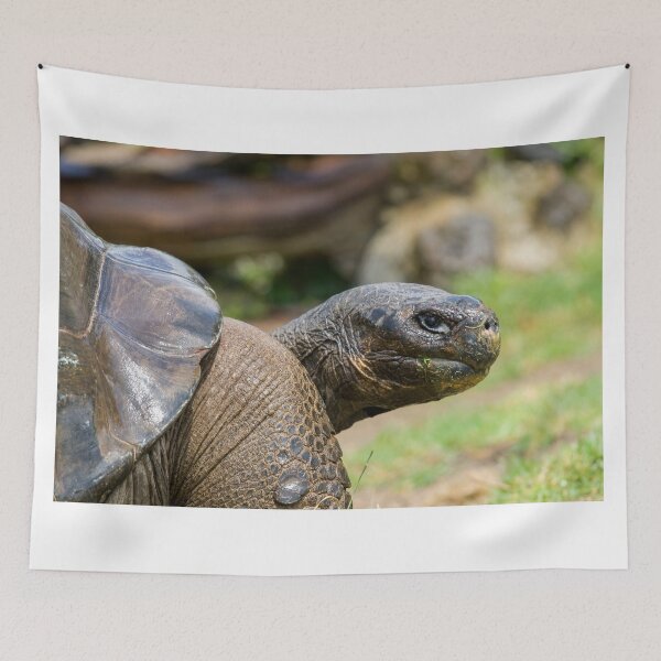 Item preview, Galapagos (giant) tortoise (Geochelone nigra)  designed and sold by Photopat.