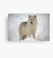 The Arctic Wolf Canvas Print