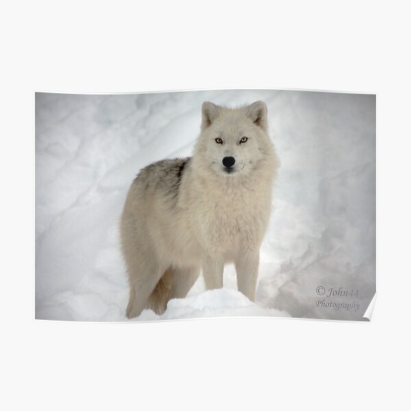 The Arctic Wolf Poster