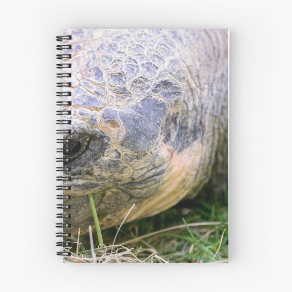 Item preview, Close up of giant Galapagos turtle designed and sold by Photopat.