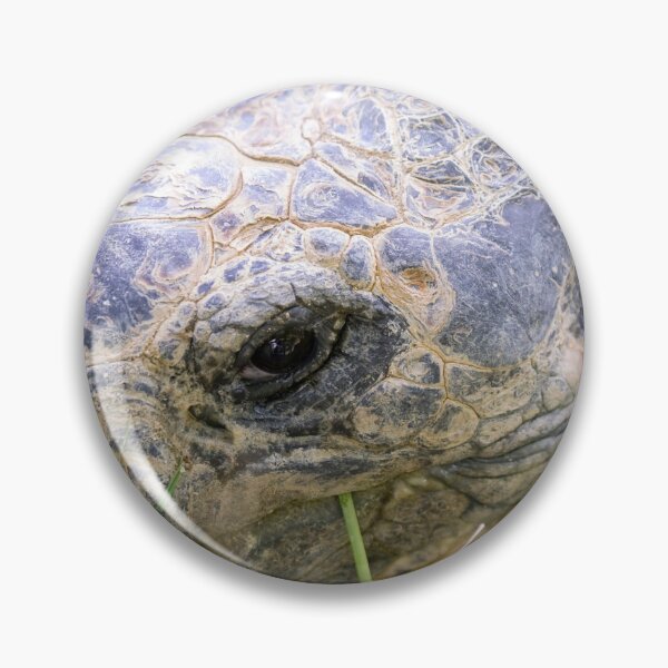 Item preview, Close up of giant Galapagos turtle designed and sold by Photopat.
